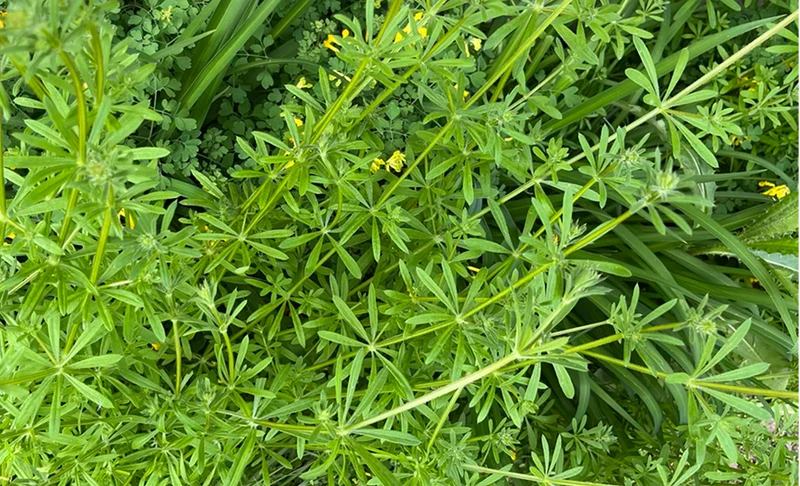 Close-up of green plants