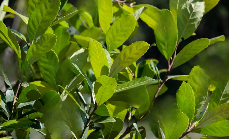 Close-up of green plants